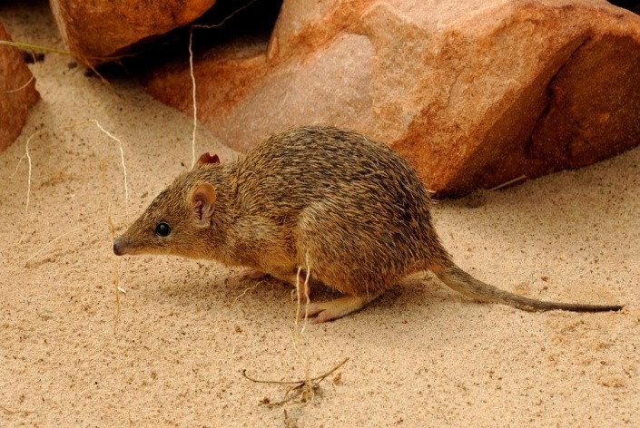 pest control management service in india,pest control management service in gorakhpur, cockroach control service, cockroach management service, Bed bug control service, bed bug management service, wood borer control service in gorakhpur, wood borer management service, mosquito control service, mosquito management service, rodent control service, rodent management service, home care India, pest management service in India, pest control India, home care pest control India,gorakhpur, pest treatment service India, pest treatment service