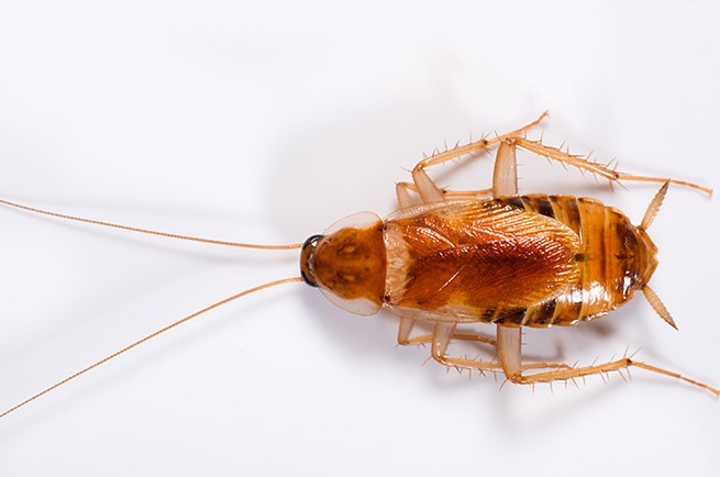 pest control management service in india,pest control management service in gorakhpur, cockroach control service, cockroach management service, Bed bug control service, bed bug management service, wood borer control service in gorakhpur, wood borer management service, mosquito control service, mosquito management service, rodent control service, rodent management service, home care India, pest management service in India, pest control India, home care pest control India,gorakhpur, pest treatment service India, pest treatment service