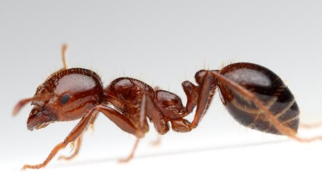 pest control management service in india,pest control management service in gorakhpur, cockroach control service, cockroach management service, Bed bug control service, bed bug management service, wood borer control service in gorakhpur, wood borer management service, mosquito control service, mosquito management service, rodent control service, rodent management service, home care India, pest management service in India, pest control India, home care pest control India,gorakhpur, pest treatment service India, pest treatment service