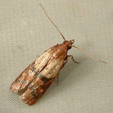 pest control management service in india,pest control management service in gorakhpur, cockroach control service, cockroach management service, Bed bug control service, bed bug management service, wood borer control service in gorakhpur, wood borer management service, mosquito control service, mosquito management service, rodent control service, rodent management service, home care India, pest management service in India, pest control India, home care pest control India,gorakhpur, pest treatment service India, pest treatment service