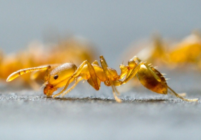 pest control management service in india,pest control management service in gorakhpur, cockroach control service, cockroach management service, Bed bug control service, bed bug management service, wood borer control service in gorakhpur, wood borer management service, mosquito control service, mosquito management service, rodent control service, rodent management service, home care India, pest management service in India, pest control India, home care pest control India,gorakhpur, pest treatment service India, pest treatment service