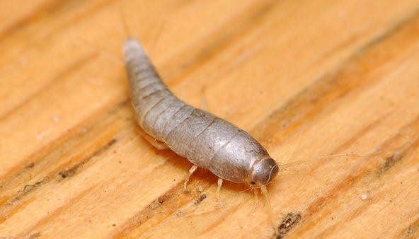 pest control management service in india,pest control management service in gorakhpur, cockroach control service, cockroach management service, Bed bug control service, bed bug management service, wood borer control service in gorakhpur, wood borer management service, mosquito control service, mosquito management service, rodent control service, rodent management service, home care India, pest management service in India, pest control India, home care pest control India,gorakhpur, pest treatment service India, pest treatment service